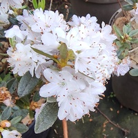 Rhododendron impeditum 'Album'